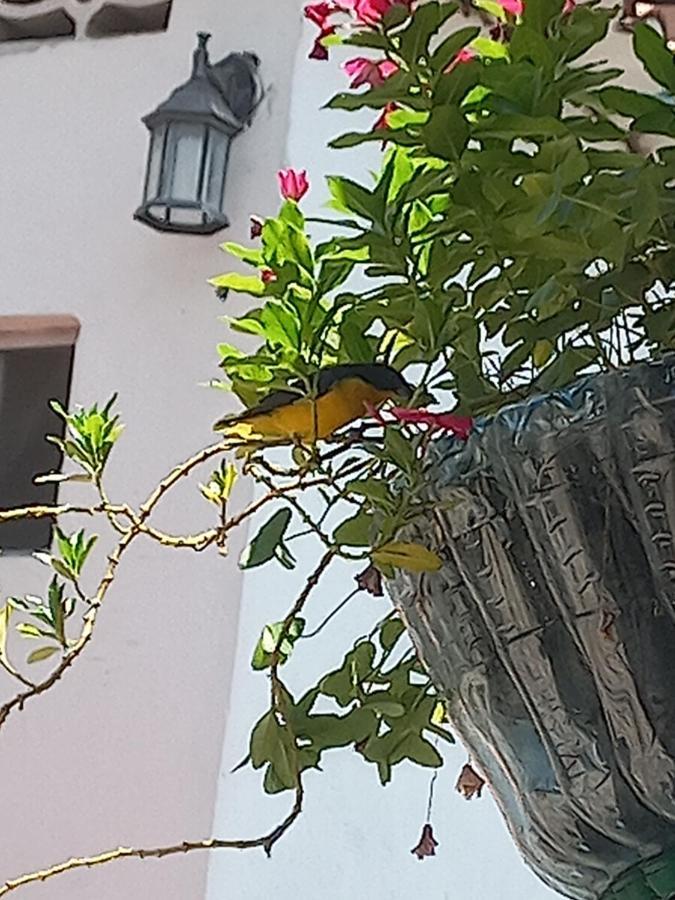 Hotel Villa Maritza Melgar Esterno foto